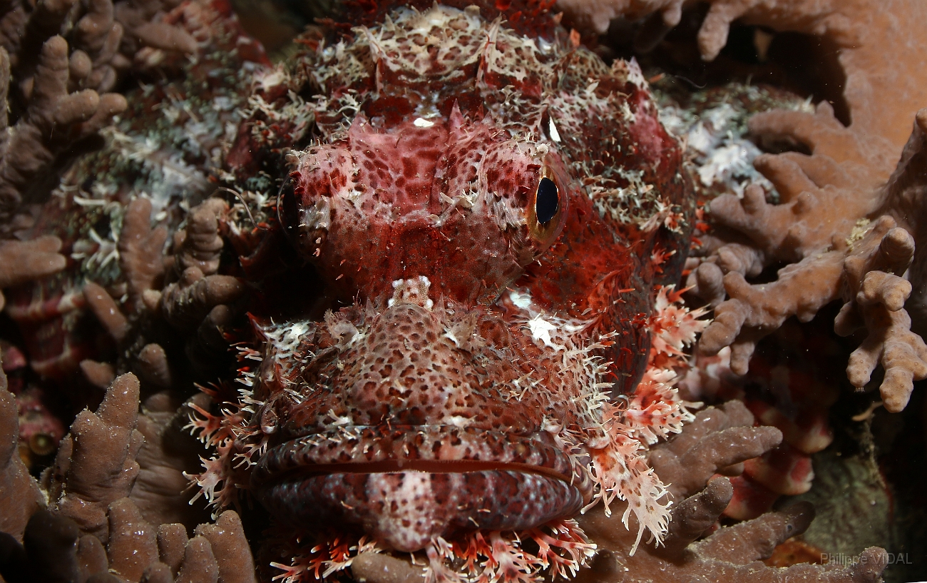 Raja Ampat 2016 - Scorpaenopsis oxycephala - Tasseled scorpionfish - Poisson scorpion a a houppes - IMG_5062_rc.jpg